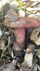 Suillellus amygdalinus