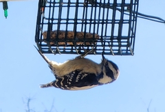 Dryobates pubescens
