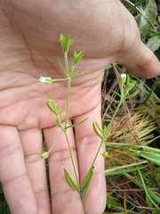 Arenaria