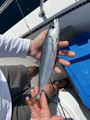 Decapterus