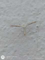 Oxyptilini