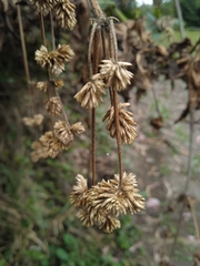 Alternanthera porrigens