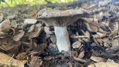 Entoloma ferruginans