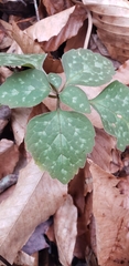 Pachysandra procumbens