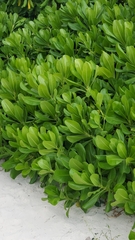 Scaevola taccada