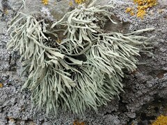 Ramalina cuspidata