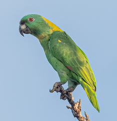 Amazona auropalliata