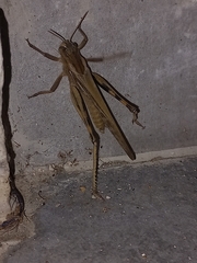 Locusta migratoria