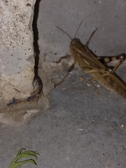 Locusta migratoria