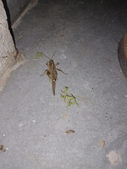 Locusta migratoria
