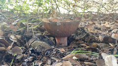 Suillellus amygdalinus