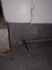 Locusta migratoria
