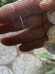 Parabacillus hesperus