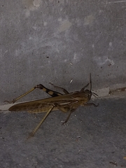 Locusta migratoria