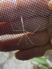 Parabacillus hesperus