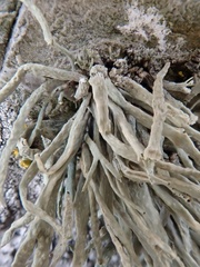 Ramalina cuspidata