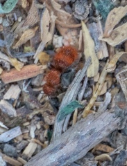 Sphaeropthalma unicolor