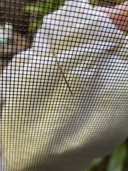 Parabacillus hesperus