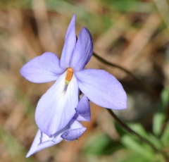 Viola pedata