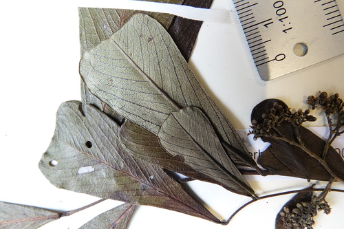 Dalbergia gautieri