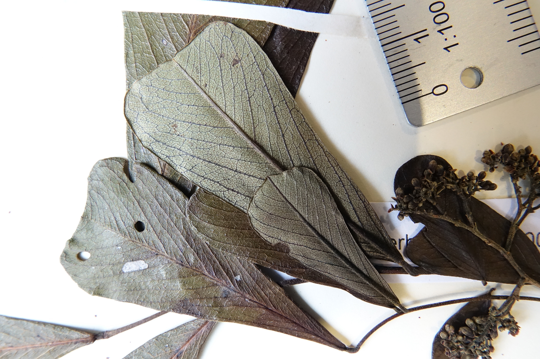 Dalbergia gautieri