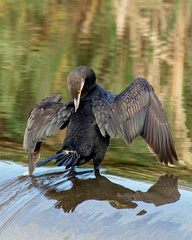 Phalacrocorax carbo
