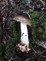 Amanita solaniolens