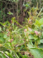 Gentianales