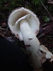 Amanita solaniolens