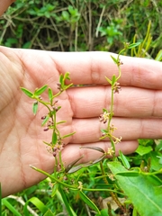 Gentianales