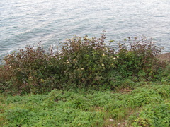 Cornus sanguinea australis