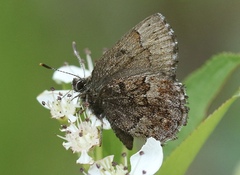 Callophrys lanoraieensis
