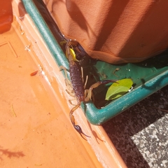 Centruroides edwardsii