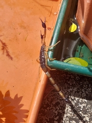 Centruroides edwardsii