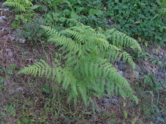 Pteridium tauricum