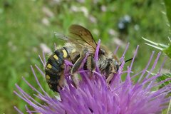 Anthidium septemspinosum