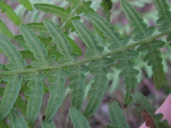Pteridium tauricum