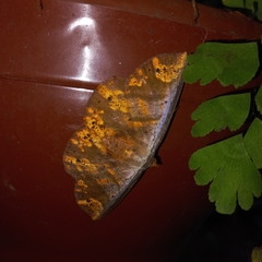 Lepidoptera