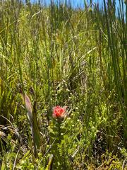 Mimetes pauciflorus