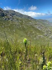 Mimetes pauciflorus