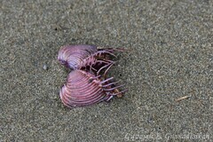 Hysteroconcha lupanaria