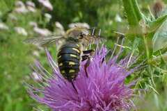 Anthidium septemspinosum