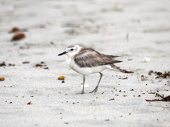 Charadrius obscurus aquilonius