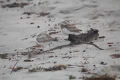 Charadrius obscurus aquilonius