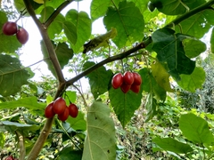 Solanum betaceum