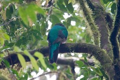 Pharomachrus mocinno