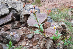 Galatella sedifolia rigida