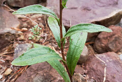 Galatella sedifolia rigida