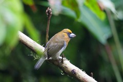 Semnornis frantzii