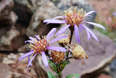 Galatella sedifolia rigida